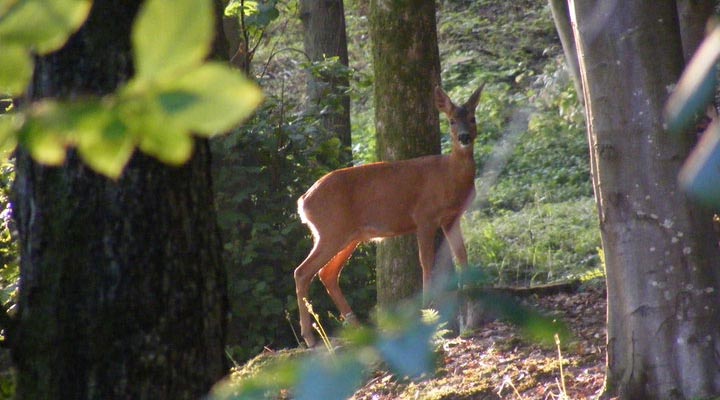 Deer Woodland