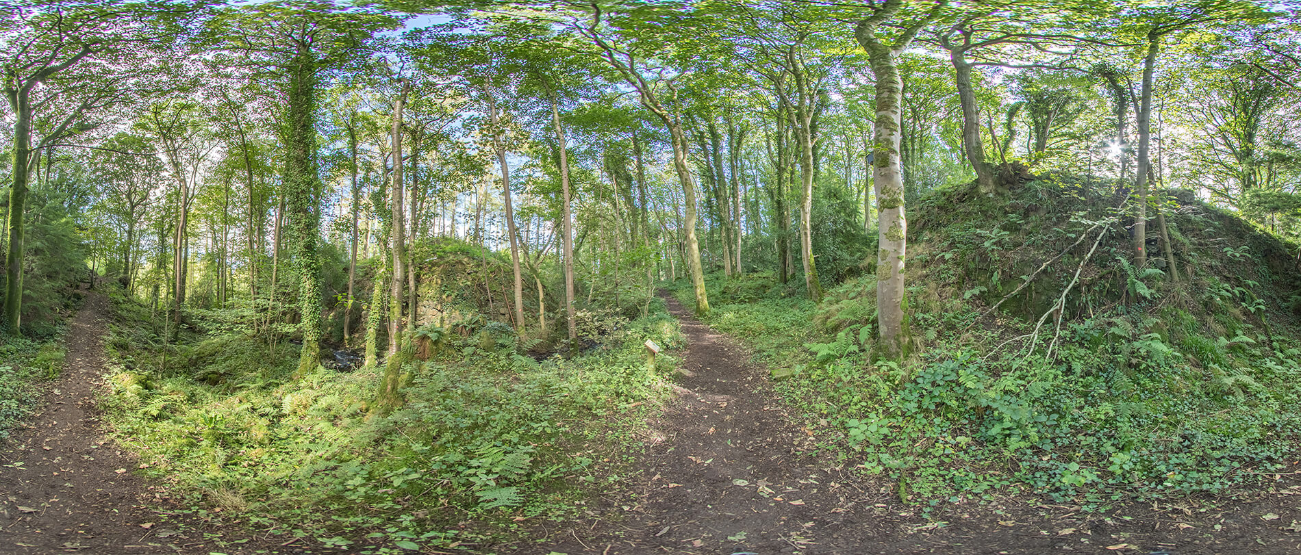 OLD-HALL-WOODS-PANO1