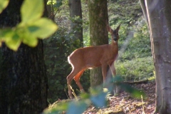 Deer Woodland