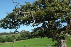 Oak Tree Countryside
