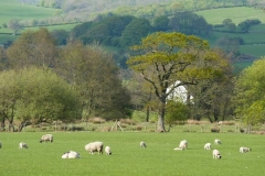 English Countryside Sheep