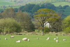 English Countryside Sheep