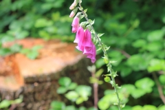 Fox gloves