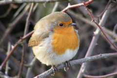 Robin