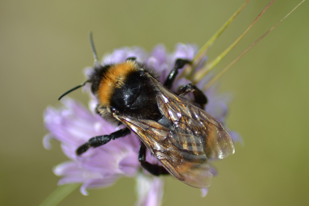 Bee