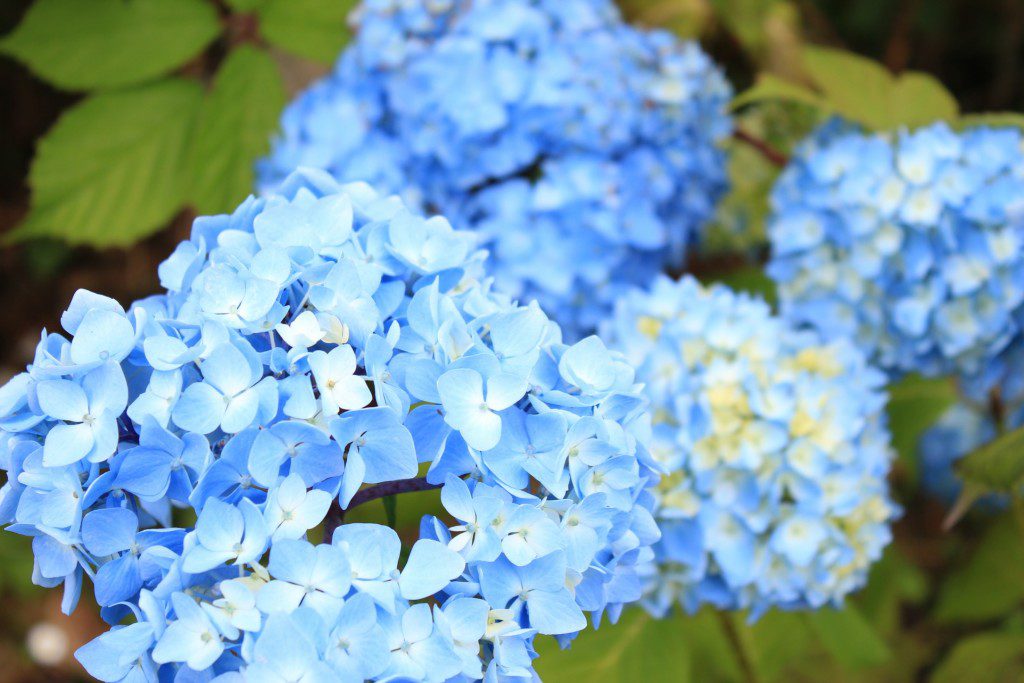 Hydrangeas