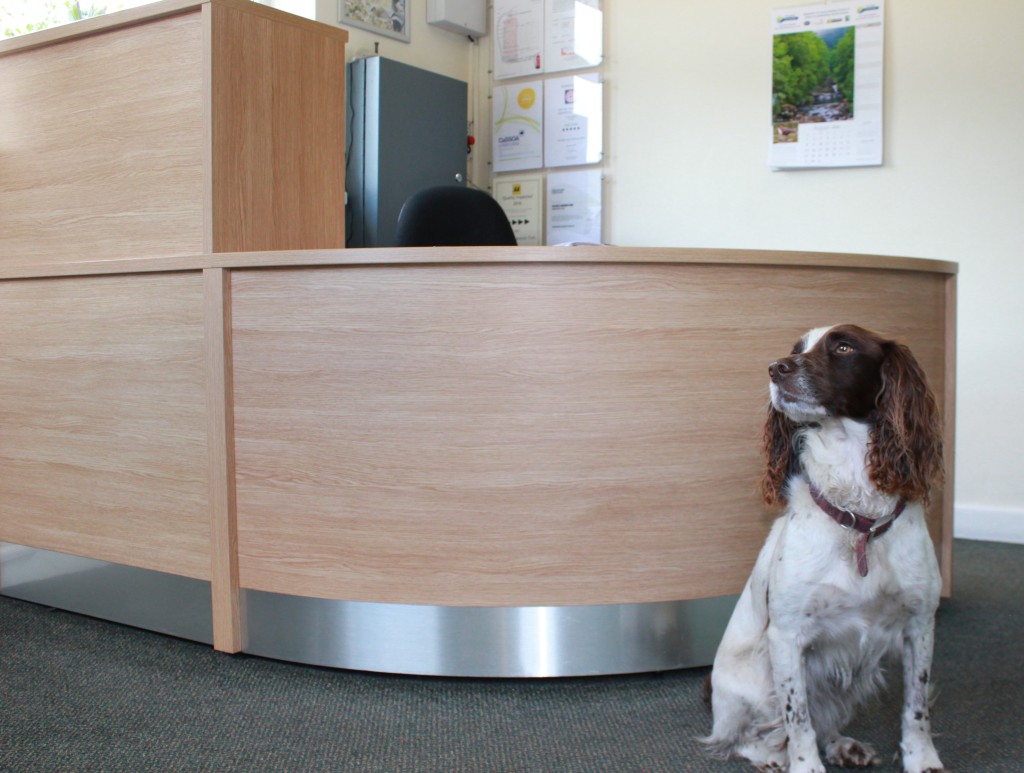 Murphy Wightman spaniel at Old Hall reception