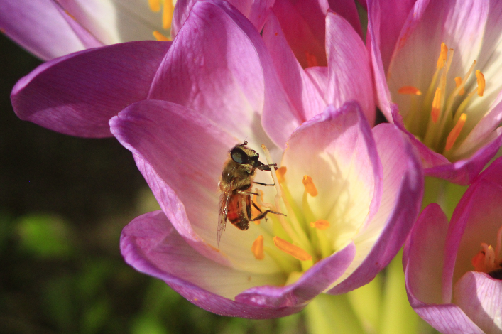 Bee Friendly Tips from Bellamy