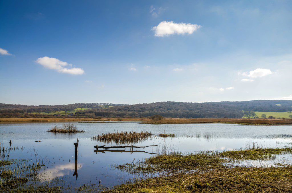 Marshland at Leighton Moss RSPB bird preserve in Lancashire, England on sunny day.