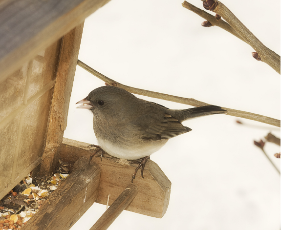 Bird on Feeder 2