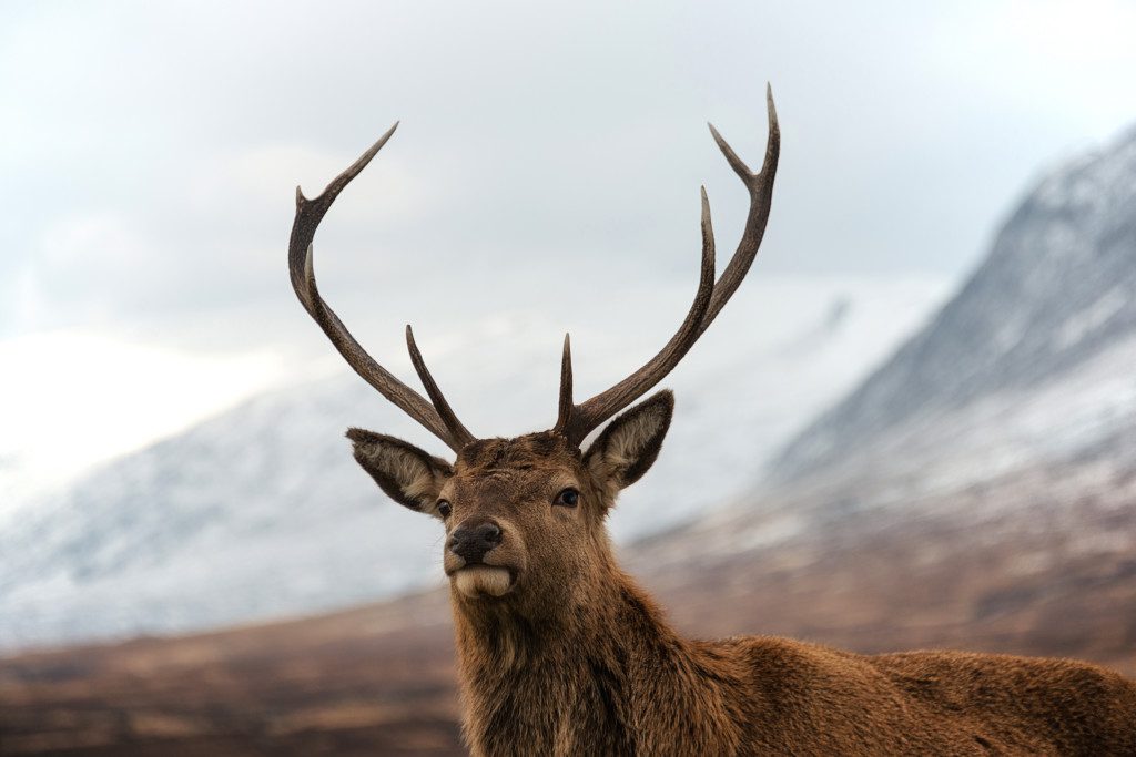 Red deer stag