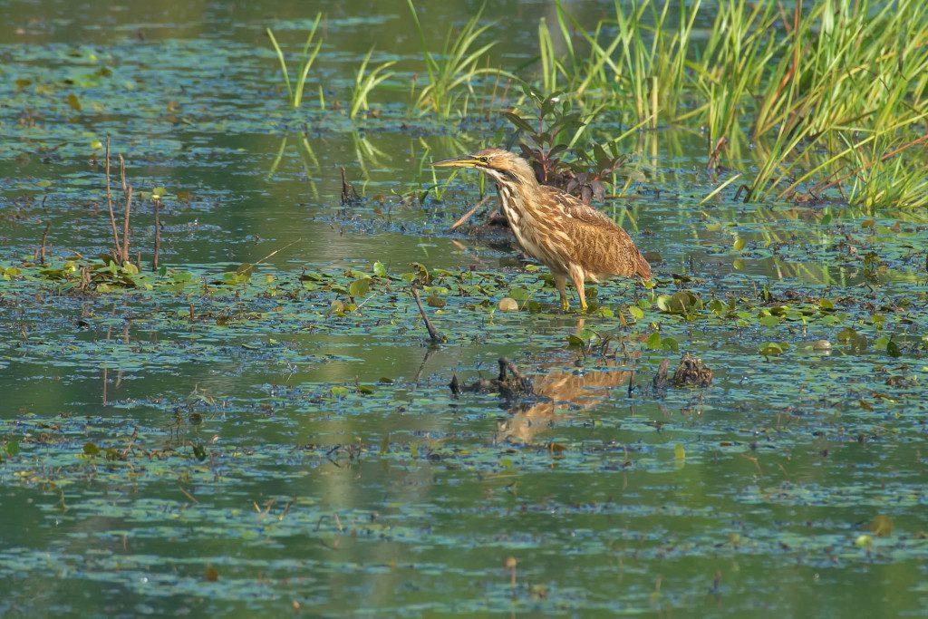 American Bittern standing in the marsh.