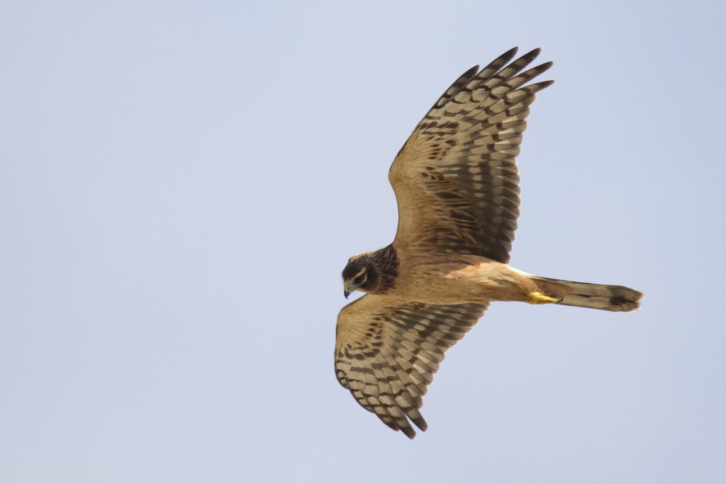 Hen Harrier