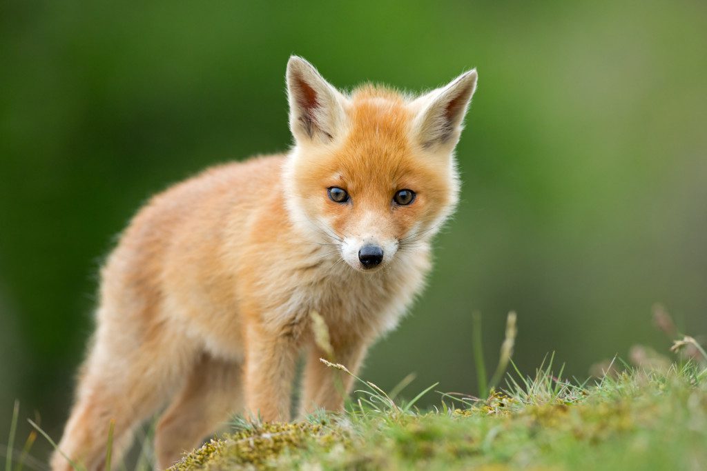 Red Fox - Sheffield & Rotherham Wildlife Trust