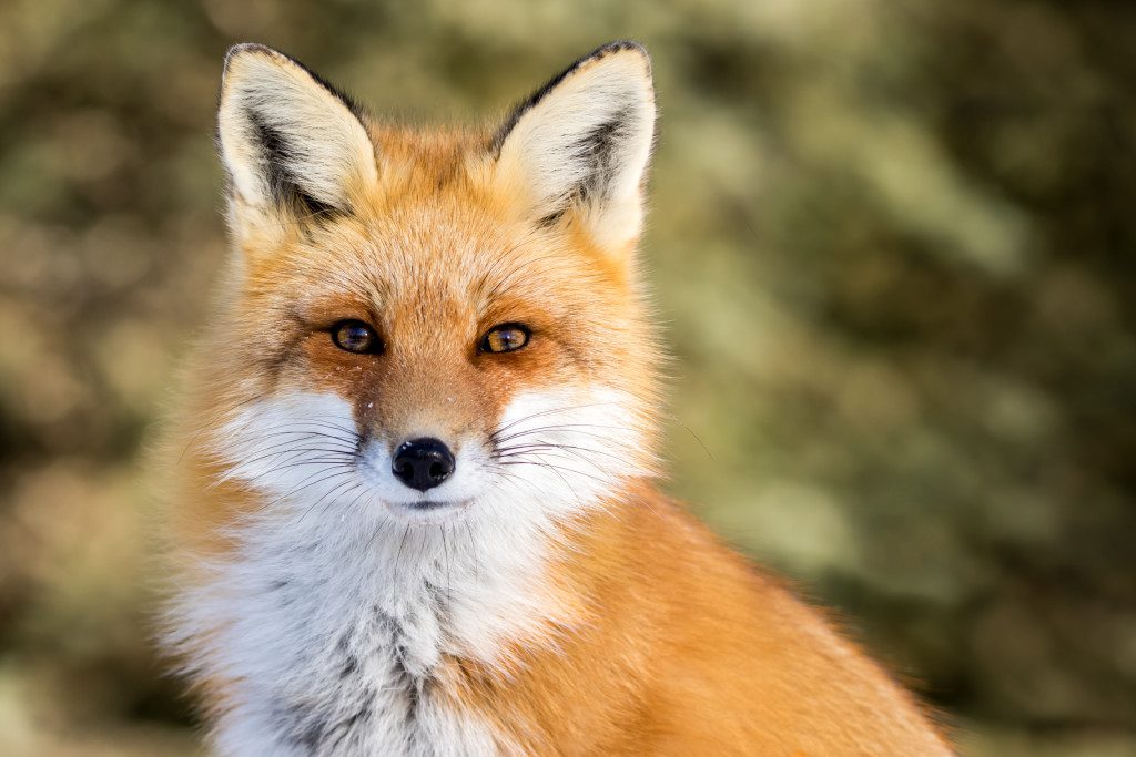 Red Fox - Vulpes vulpes