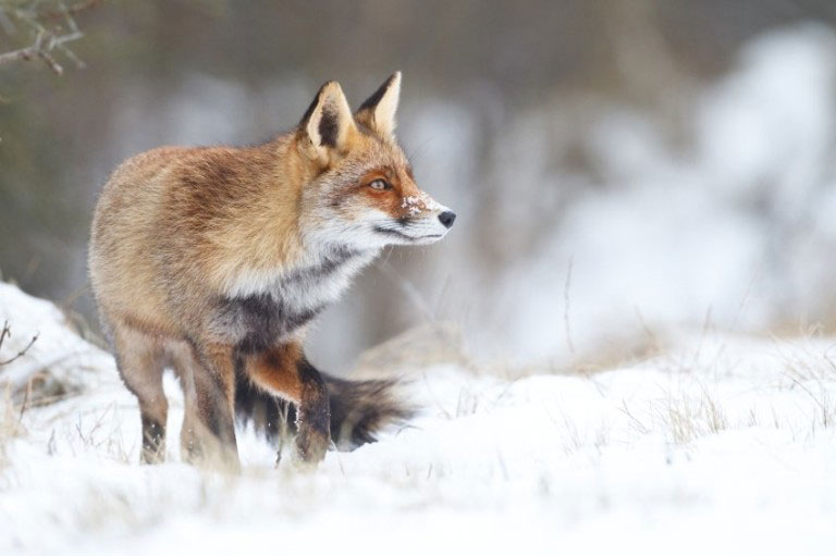 red fox iStock_000019256781_Small