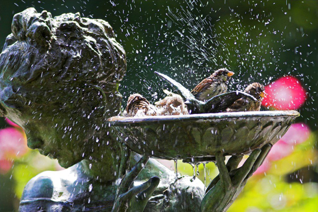 Bird Bath