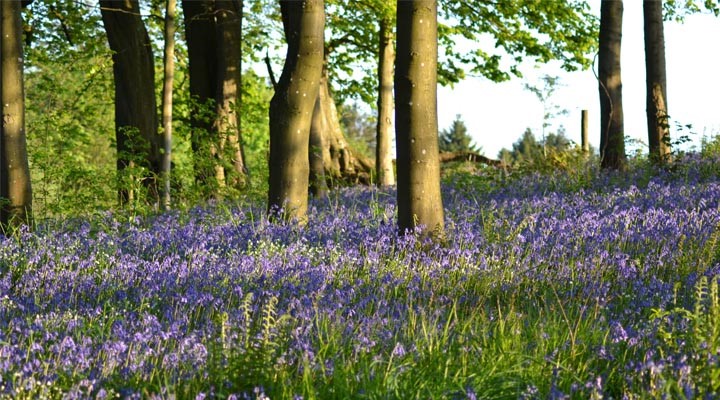 lavendar grounds
