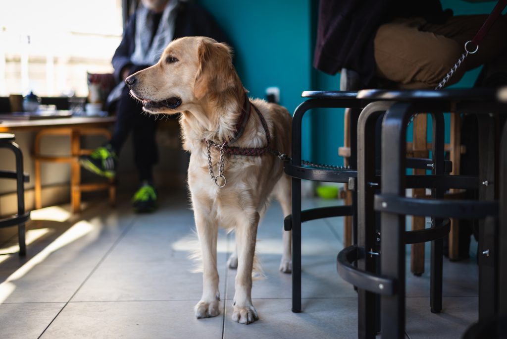 Retriever dog waiting for his owner in bar.