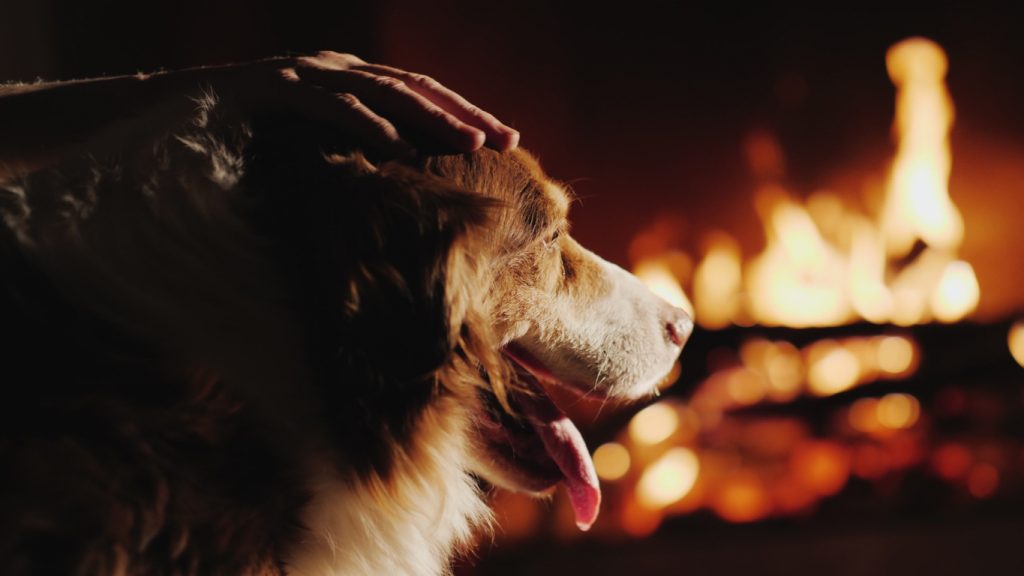 dog in front of a fire