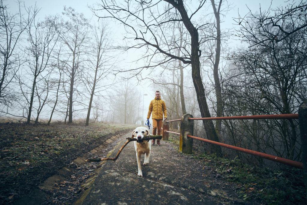 dog walking with a big stick