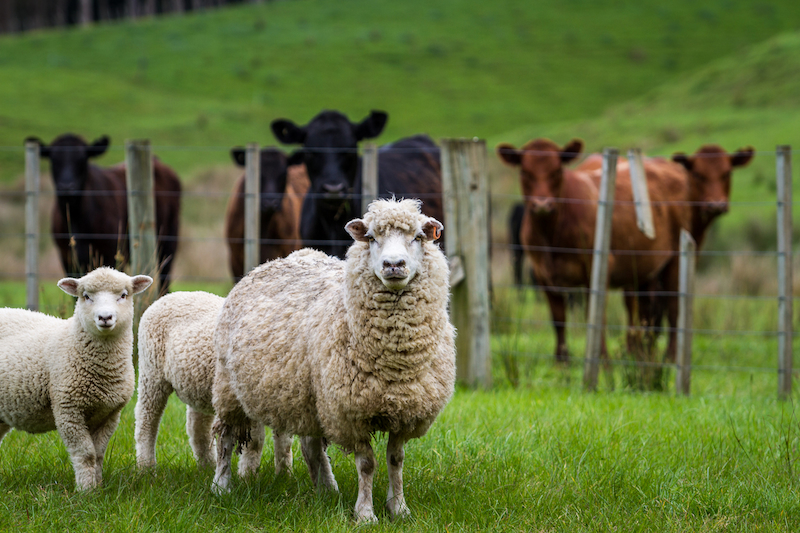 Sheep and cows on a farm