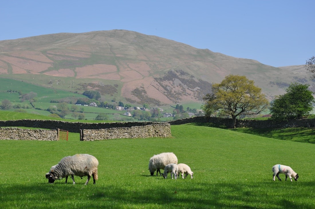 field with sheep