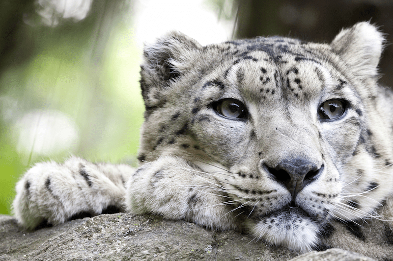 snow leopard