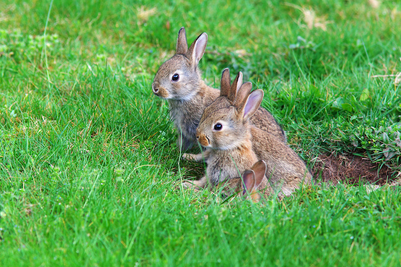 Rabbits in a field 