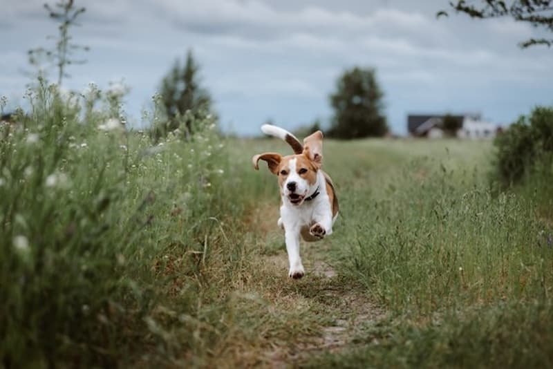 happy dog