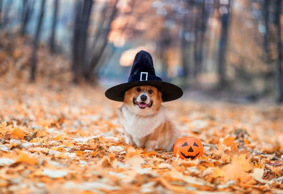 dog wearing a witch hat next to a pumpkin