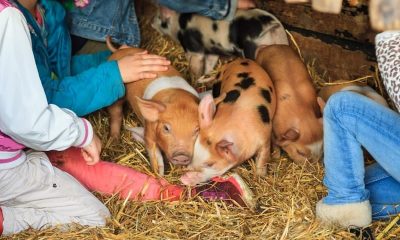 petting zoo pigs with children
