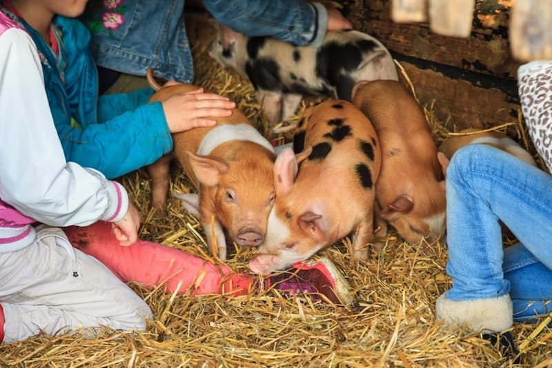 petting zoo pigs with children